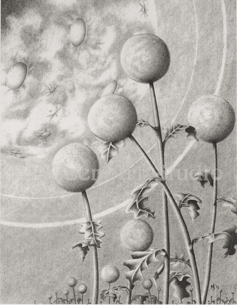Graphite drawing, Moonflowers, by Marty Kiser